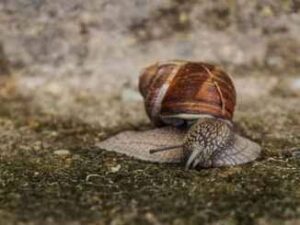 soil treatment and snail growth