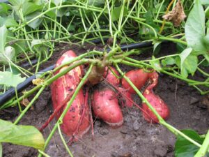Sweet potato farming