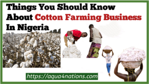 Things You Should Know About Cotton Farming Business In Nigeria
