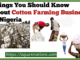 Things You Should Know About Cotton Farming Business In Nigeria