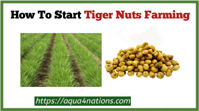 Tiger nuts farming