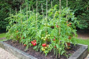 Tomatoes cultivation
