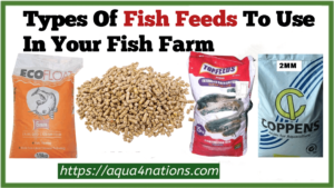Types Of Fish Feed To Use In Your Farm