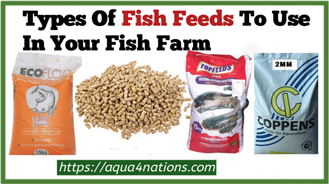 Types Of Fish Feed To Use In Your Farm