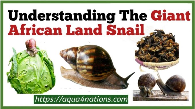 Understanding The Giant African Land Snail
