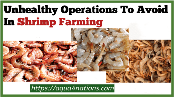 Unhealthy Operations To Avoid In Shrimp Farming