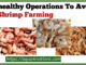 Unhealthy Operations To Avoid In Shrimp Farming