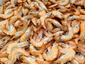 Unhealthy Practices To Avoid In Shrimp Rearing