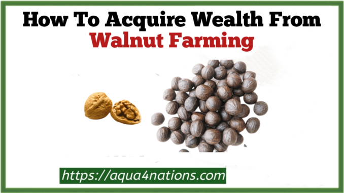 Walnut farming