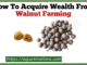 Walnut farming