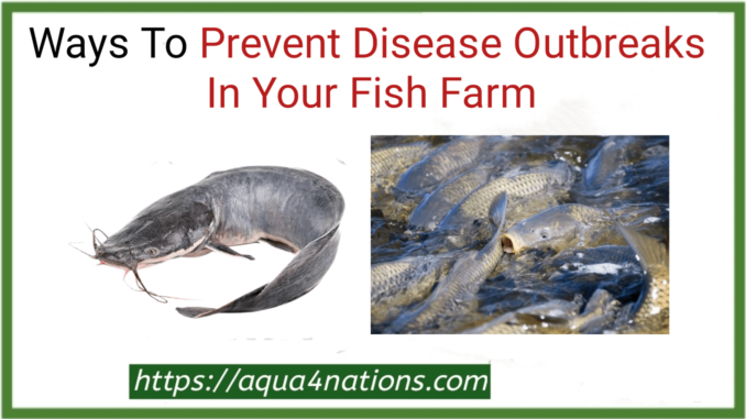 Ways to prevent disease outbreaks in your fish farm