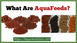 What Are Aquafeeds