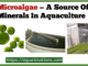 Why Are Microalgae Good Source Of Minerals In Aquaculture