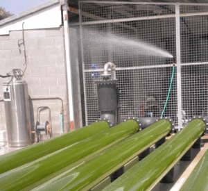 Why Are Microalgae Good Source Of Minerals In Aquaculture?