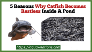 Why catfish become restless