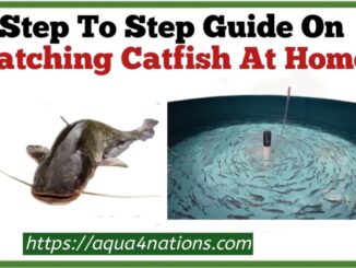 Hatching catfish at home