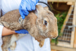 Preventing Rabbit Disease In Rabbit Farms