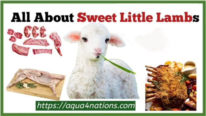 All About Sweet Little Lambs