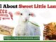 All About Sweet Little Lambs