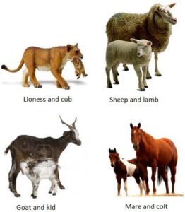 Know The Names Of Baby Animals 