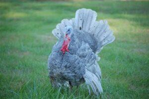 Heritage Turkey Breeds In Poultry Farming