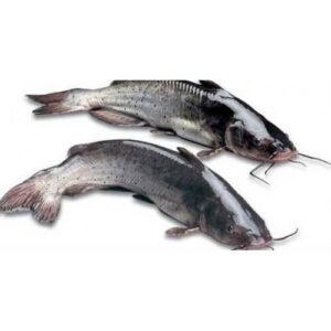 Harvesting Catfish For The Right Market