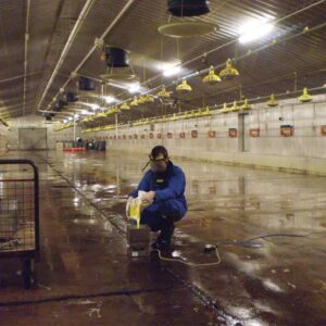 Preventing Bumblefoot In chickens And Treatment