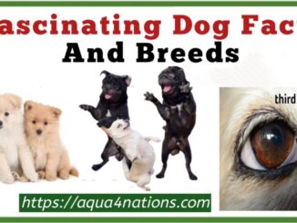 Fascinating Dog Facts And Breeds