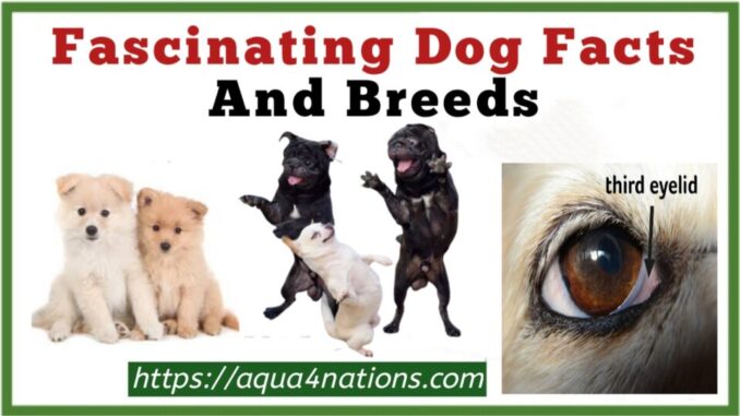 Fascinating Dog Facts And Breeds