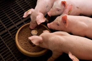 Tips To Feeding Pigs The Healthy Way