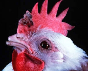 Fowl Pox Disease In Poultry Farming