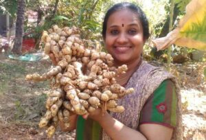 Start Up Guide Into Ginger Farming