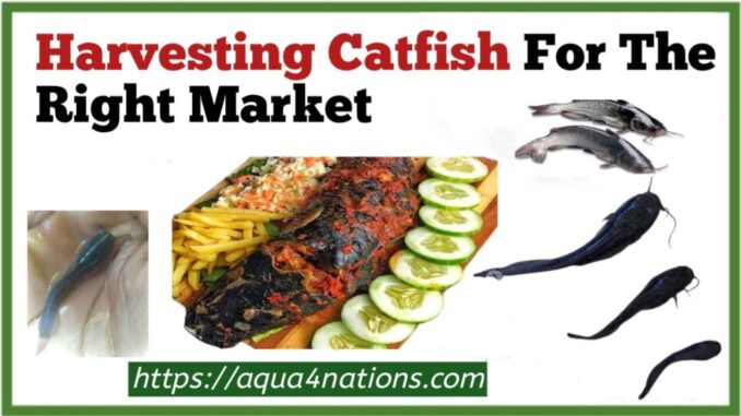Harvesting Catfish For The Right Market