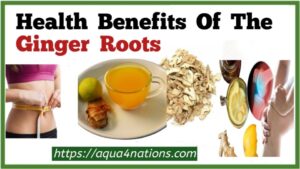 Health Benefits Of The Ginger Roots