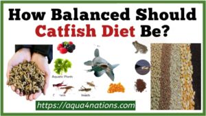How Balanced Should Catfish Diet Be?