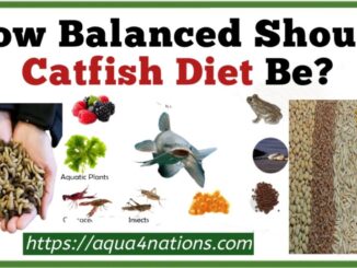 How Balanced Should Catfish Diet Be?
