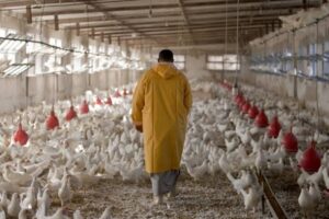 Fowl Pox Disease In Poultry Farming