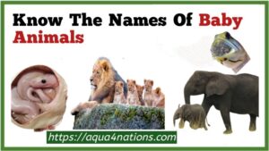 Know The Names Of Baby Animals