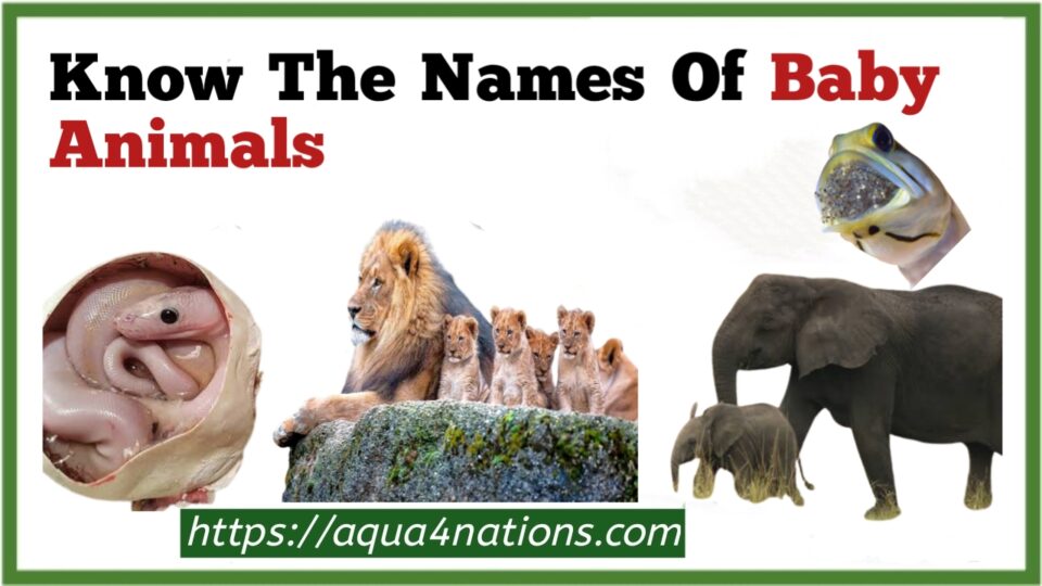 Know The Names Of Baby Animals - Aqua4Nations