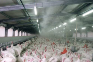 Surviving Harmattan Season In Poultry Farming