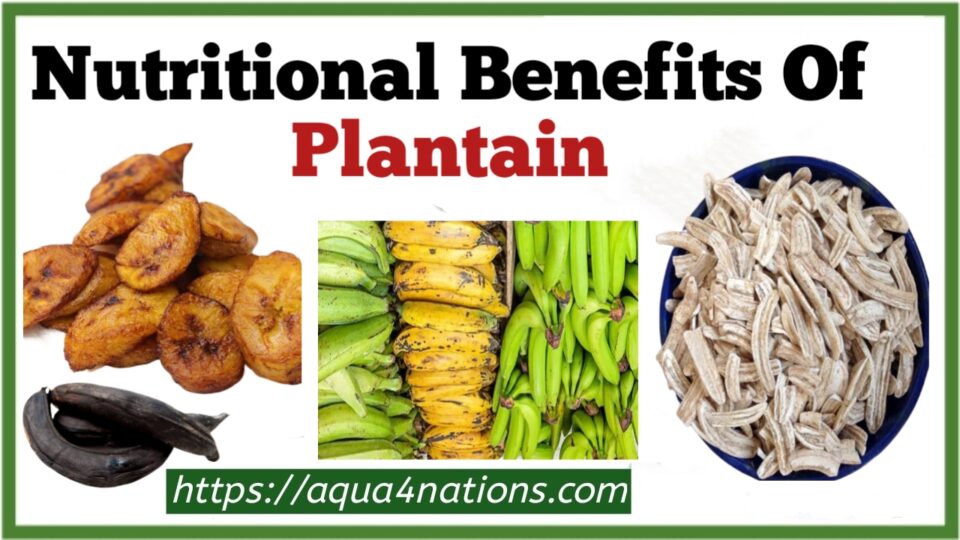 Nutritional Benefits Of Plantain Aqua4Nations