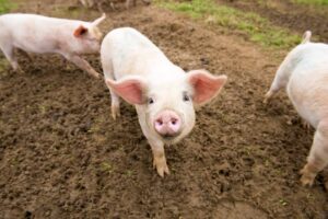 Deworming Pigs The Right Way