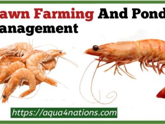 Prawn Farming And Pond Management