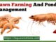 Prawn Farming And Pond Management