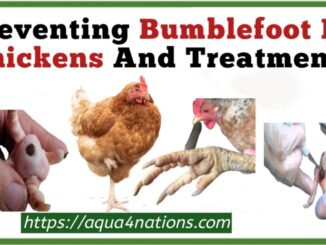 Preventing Bumblefoot In Chickens And Treatment