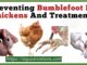 Preventing Bumblefoot In Chickens And Treatment