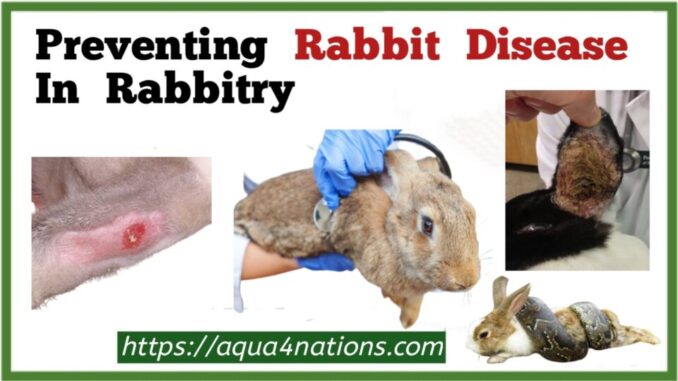Preventing Rabbit Disease In Rabbitry