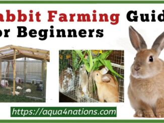 Rabbit Farming Guide For Beginners