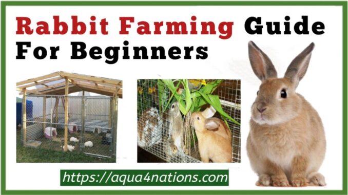 Rabbit Farming Guide For Beginners