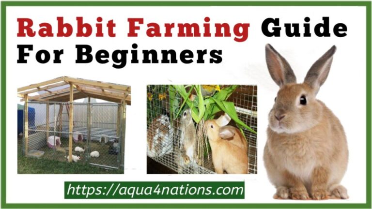 rabbit-farming-guide-for-beginners-aqua4nations